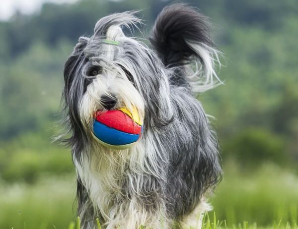 Bearded Collie dog breed Bow Wow Meow Pet Insurance