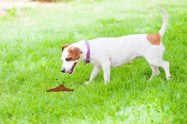 Why does my dog eat poop_ Bow Wow Meow Pet Insurance