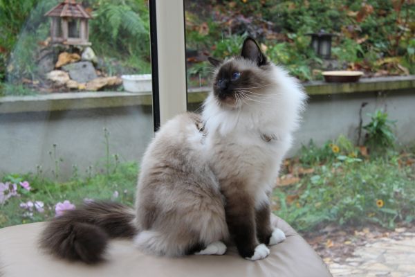Birman cat breed Bow Wow Meow Pet Insurance