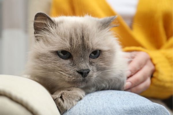 Birman cat breed Bow Wow Meow Pet Insurance