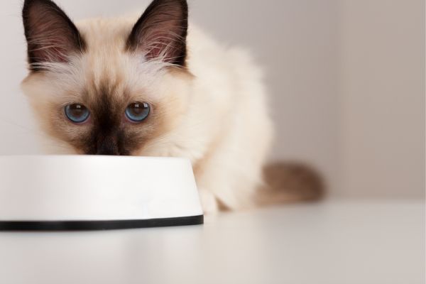 Birman cat breed Bow Wow Meow Pet Insurance