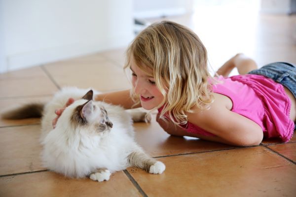 Birman cat breed Bow Wow Meow Pet Insurance