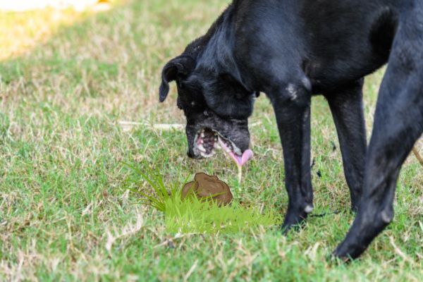 Why does my dog eat poop_ Bow Wow Meow Pet Insurance