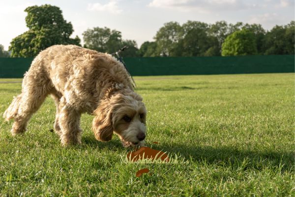 Why does my dog eat poop_ Bow Wow Meow Pet Insurance