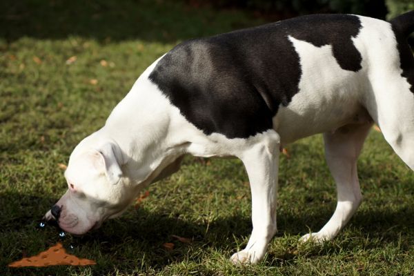 Why does my dog eat poop_ Bow Wow Meow Pet Insurance