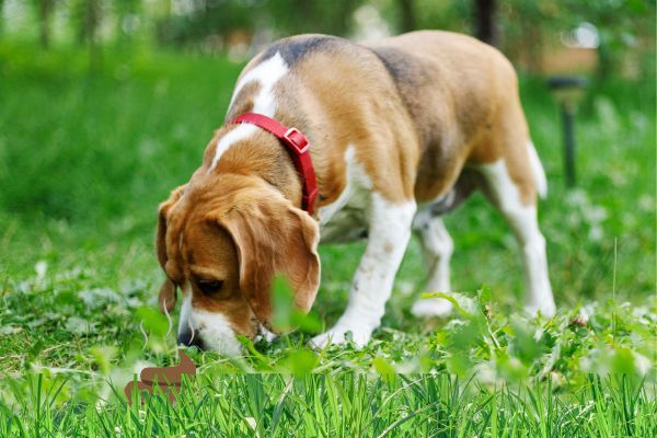 Why does my dog eat poop? Bow Wow Meow Pet Insurance 