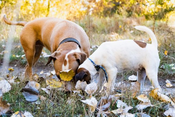 Why does my dog eat poop_ Bow Wow Meow Pet Insurance