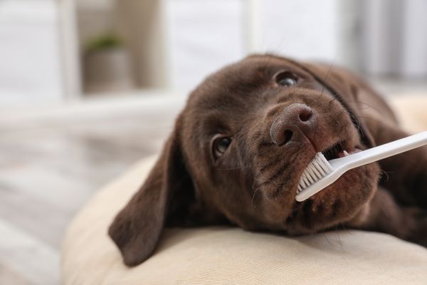 Dog dental care Bow Wow Meow Pet Insurance