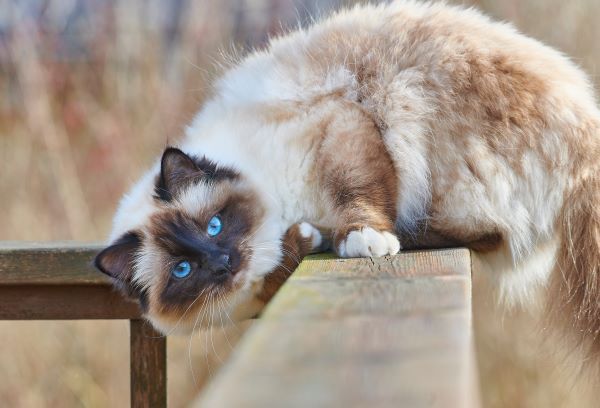 Birman cat breed Bow Wow Meow Pet Insurance