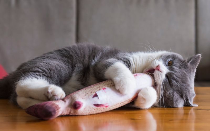 Kitten holding toy fish in bite