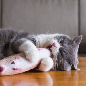 Grey Kitten holding toy fish in bite