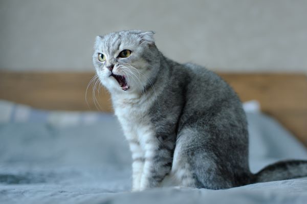 Why does my cat keep meowing? Bow Wow Meow Pet Insurance