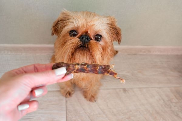 Dog dental care Bow Wow Meow Pet Insurance