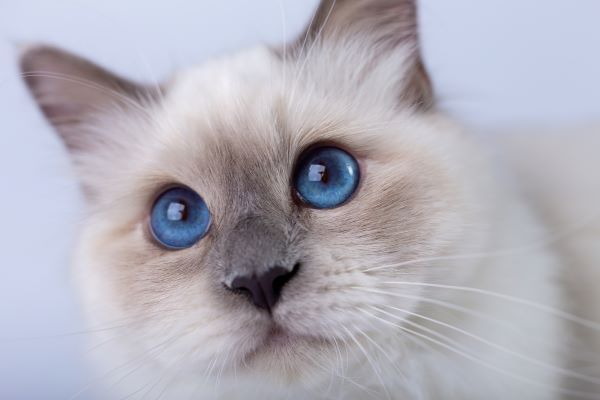 Birman cat breed Bow Wow Meow Pet Insurance