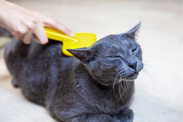 Burmese cat breed Bow Wow Meow Pet Insurance