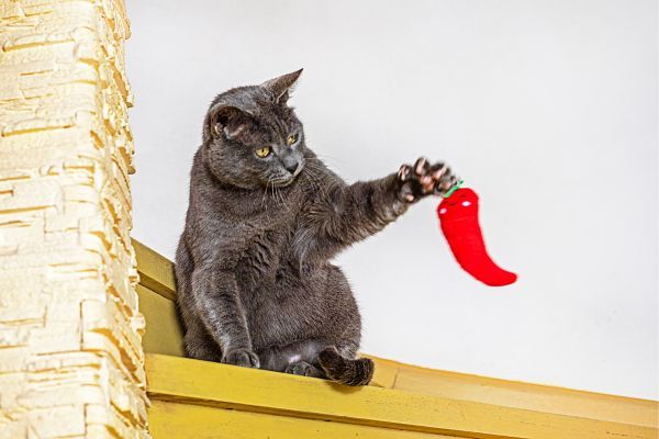 Burmese cat breed Bow Wow Meow Pet Insurance
