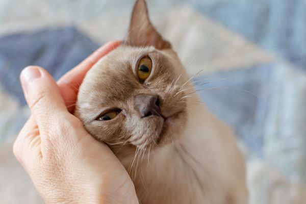 Burmese cat breed Bow Wow Meow Pet Insurance