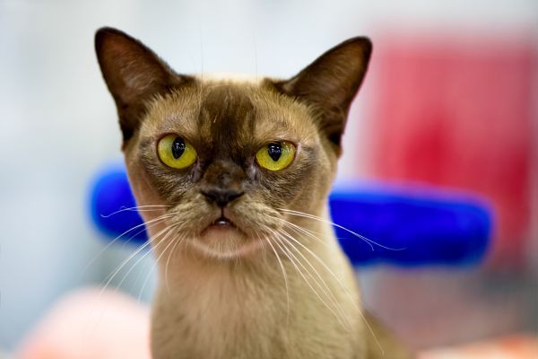 Burmese cat breed Bow Wow Meow Pet Insurance