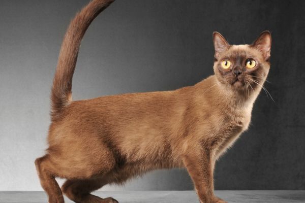 Burmese cat breed Bow Wow Meow Pet Insurance