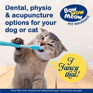 Dental, physio & acupuncture for your cat with Bow Wow Meow Pet Insurance