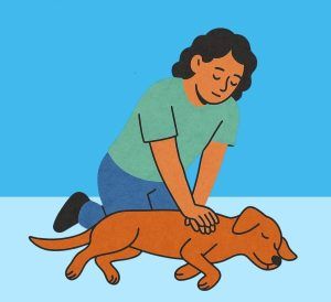 How to give CPR to your pet Bow Wow Meow Pet Insurance