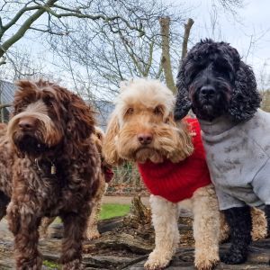 Fluffy dog breeds big and small Bow Wow Meow Pet Insurance