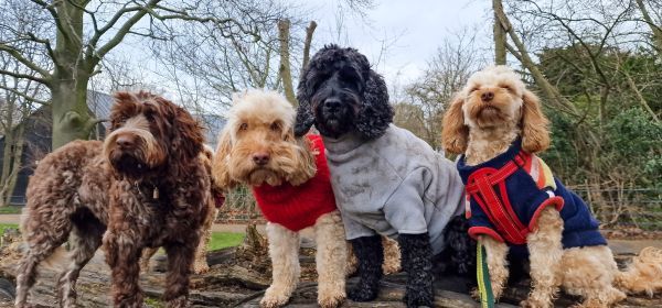 Fluffy dog breeds big and small Bow Wow Meow Pet Insurance