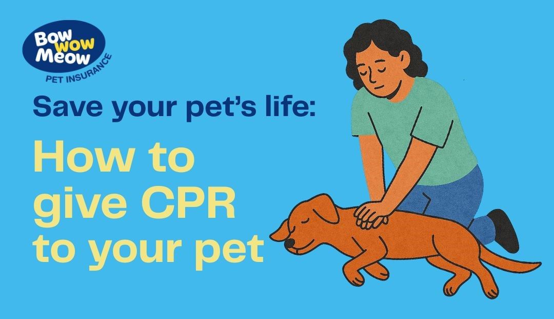 Pet First Aid: How to administer CPR to your dog or cat