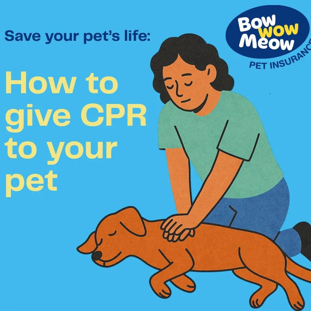 How to give CPR to your pet Bow Wow Meow Pet Insurance
