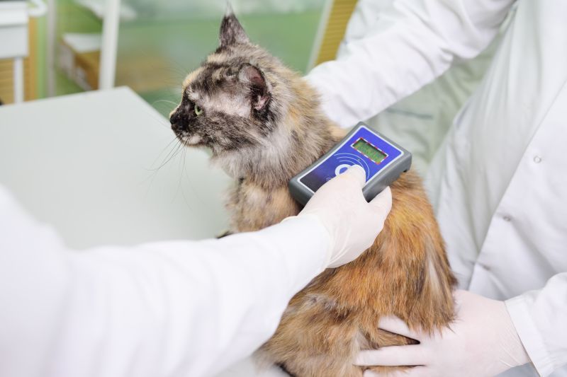 A veterinarian is scanning a lost or stray cat for a micro chip to determine if it has a registered owner