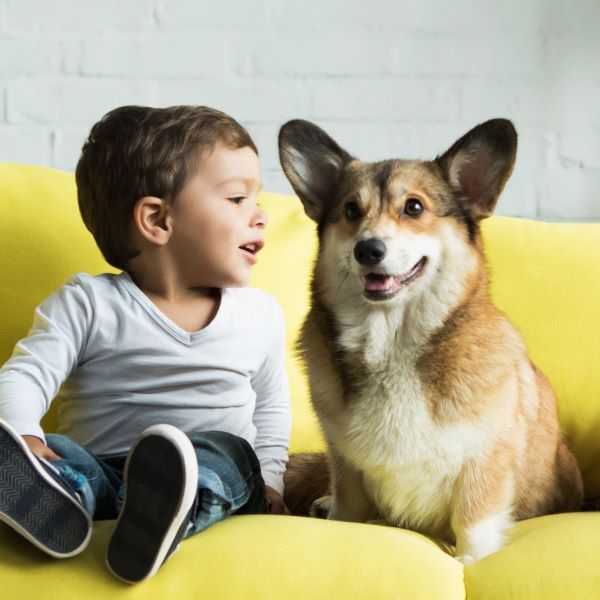 Pembroke Welsh Corgi dog breed Bow Wow Meow Pet Insurance