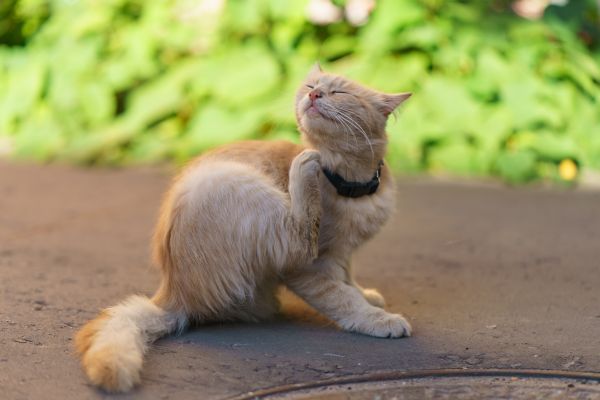 Cat care, cat health, Bow Wow Meow Pet Insurance