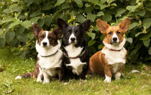 Pembroke Welsh Corgi dog breed Bow Wow Meow Pet Insurance