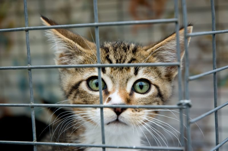 A frightened kitten with green eyes staring out from a cage in a rescue centre