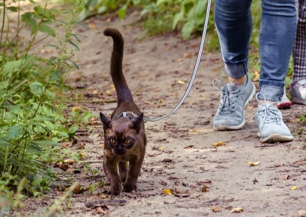 Burmese cat breed Bow Wow Meow Pet Insurance