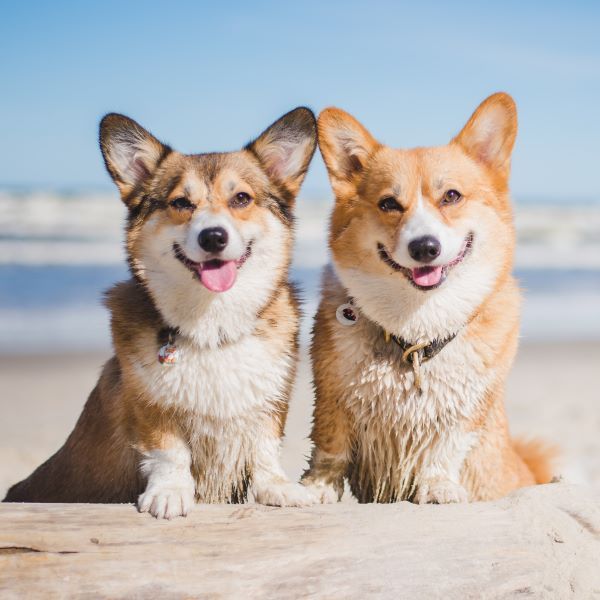Pembroke Welsh Corgi dog breed Bow Wow Meow Pet Insurance