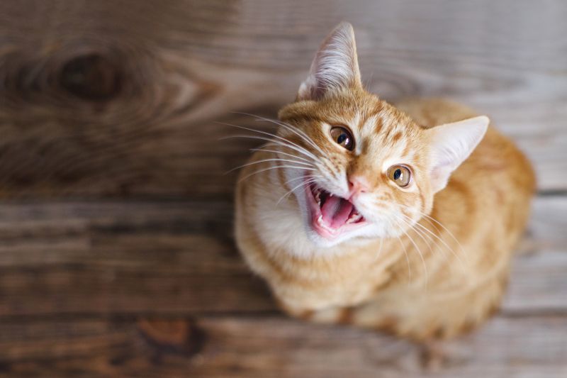 Ginger cat meowing at owner/asking for something