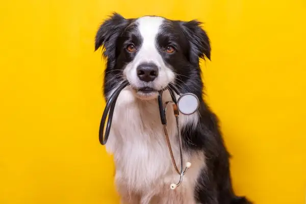 Border Collie puppy Bow Wow Meow Pet Insurance