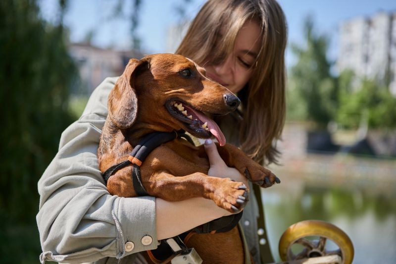 Young female dog owner is holding her dog that has intervertebral disc disease