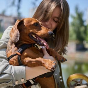 Intervertebral disc disease in dogs, dog care, dog health, Bow Wow Meow Pet Insurance