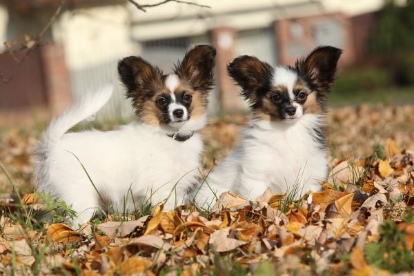 Papillon puppy Bow Wow Meow Pet Insurance