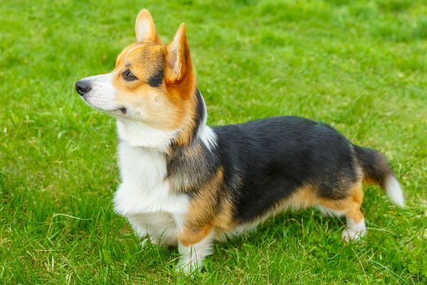 Pembroke Welsh Corgi dog breed Bow Wow Meow Pet Insurance