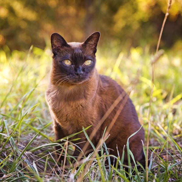 Burmese cat breed Bow Wow Meow Pet Insurance