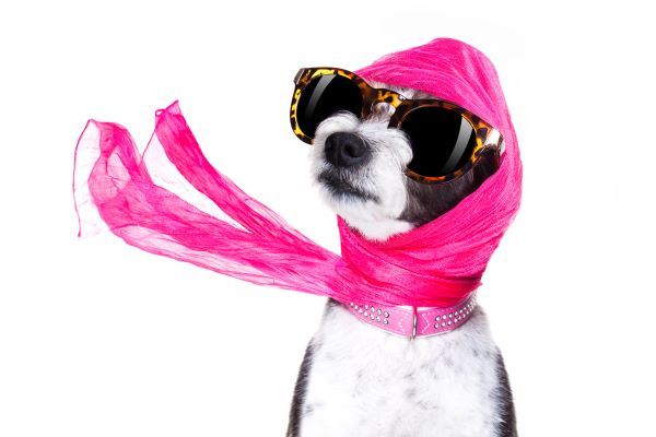 Girl dog names, best names for girl dog Bow Wow Meow Pet Insurance