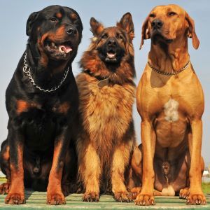 Guard dogs Bow Wow Meow Pet Insurance