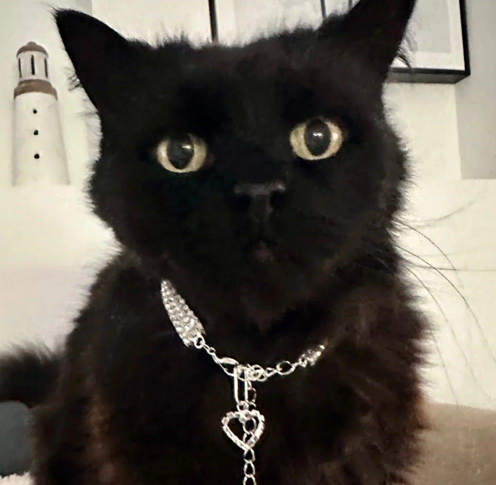 Black cat wears a silver bling collar from the Illawarra Cat Rescue Support Shop