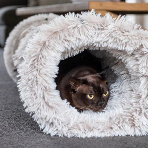 Cat play, cat behaviour, Bow Wow Meow Pet Insurance