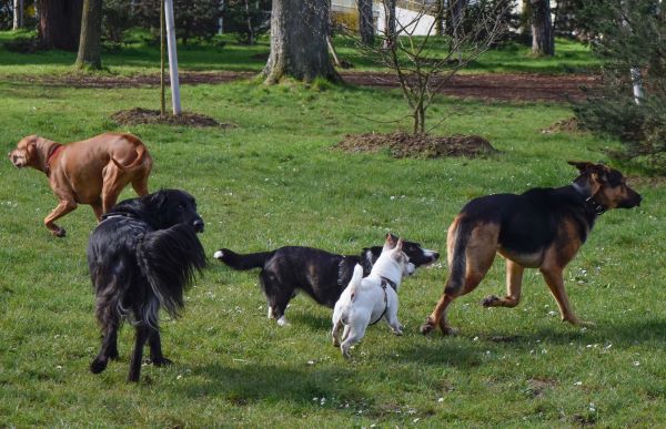 Dogs playing, dog socialisation Bow Wow Meo
