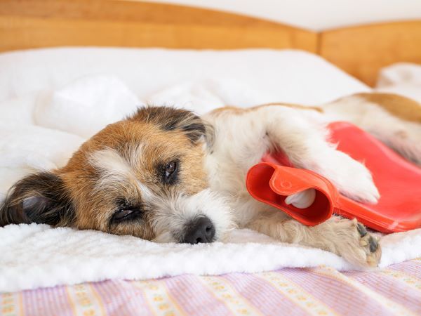 Gastroenteritis in dogs, dog health, dog care Bow Wow Meow Pet Insurance