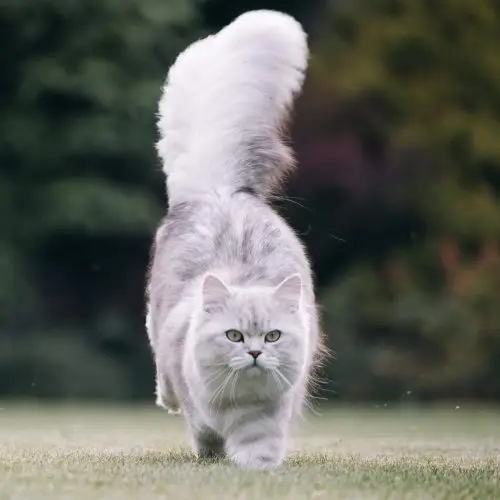 Cat tail signs, cat health, cat care Bow Wow Meow Pet Insurance
